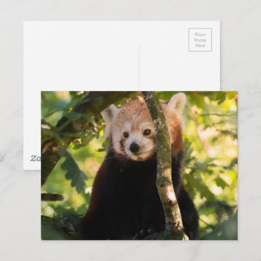 赤パンダ ポストカード (正面/裏面)