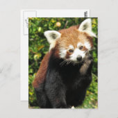 赤パンダ ポストカード (正面/裏面)