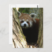 赤パンダ ポストカード (正面/裏面)
