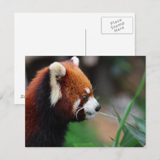赤パンダ ポストカード (正面/裏面)