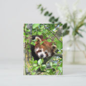 赤パンダ ポストカード (スタンド正面)