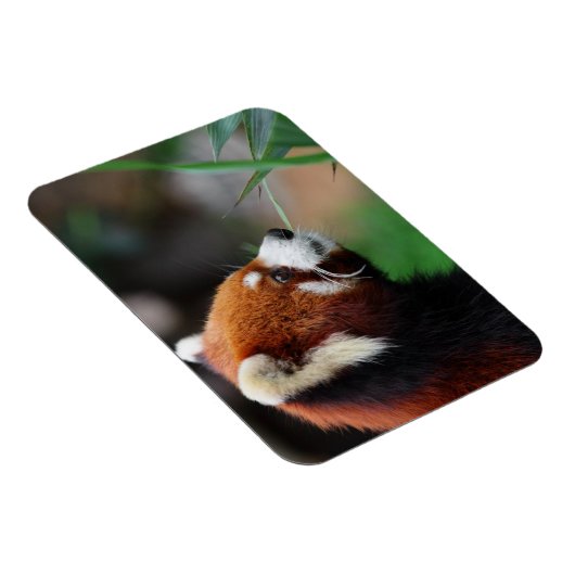 赤パンダ マグネット (右側)