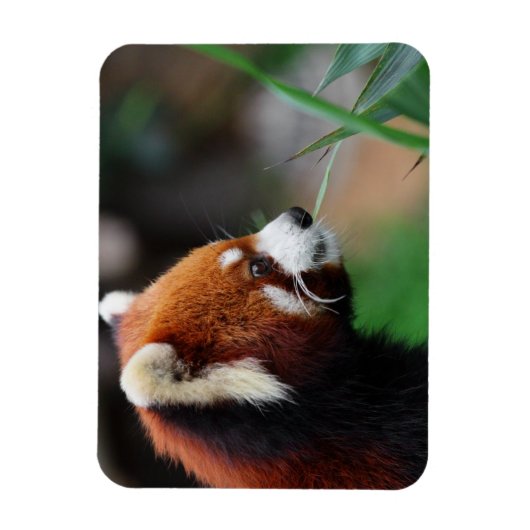 赤パンダ マグネット (縦)