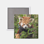 赤パンダ マグネット (正面/裏面)