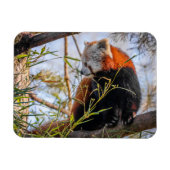 赤パンダ マグネット (横)