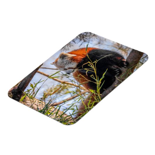 赤パンダ マグネット (左側)