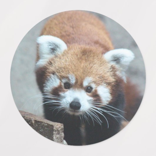 赤パンダ ラベル (デザイン2)