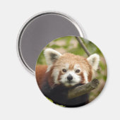 赤パンダ–005 マグネット (正面/裏面)