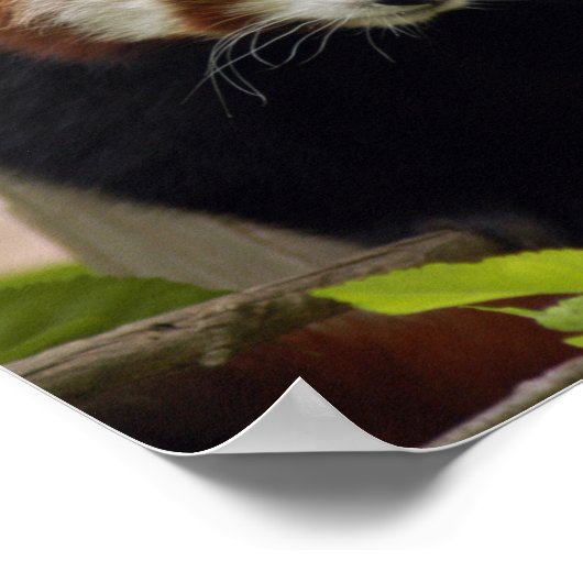 赤パンダ–023 ポスター (角)