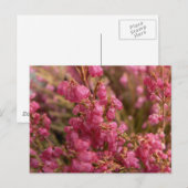 赤ヒーザーの花 ポストカード (正面/裏面)