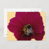 赤ピンクのポピーの花とのまわりに ポストカード (正面/裏面)