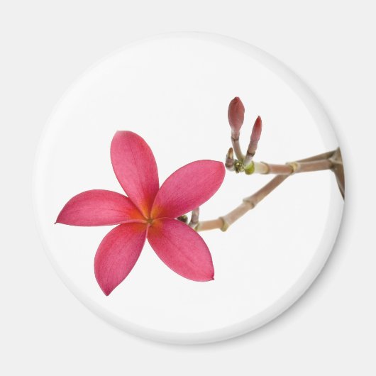 赤フランギパニ花 マグネット (正面)