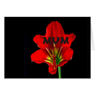 赤フローラムーム