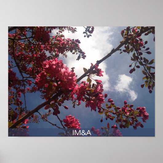 赤フローラ花2 ポスター (正面)