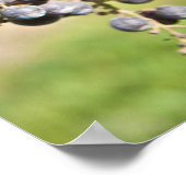 赤ブドウのつる植物 ポスター (角)