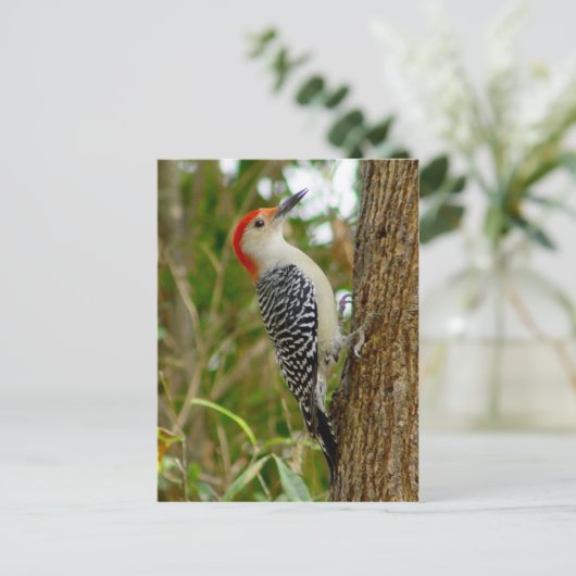 赤ベリーズのウグイス鳥はがき ポストカード (スタンド正面)