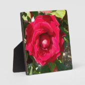 赤ベルベット芽 フォトプラーク (正面)