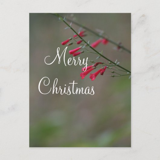 赤ペンステモンメリークリスマス シーズンポストカード (正面)