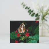 赤ペンタスの花のセーラー ポストカード (スタンド正面)