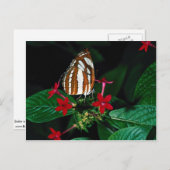 赤ペンタスの花のセーラー ポストカード (正面/裏面)