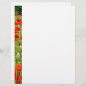 赤ポピーの花レターヘッドカスタムポピー (正面/裏面)