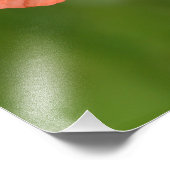 赤ポピー フォトプリント            (角)