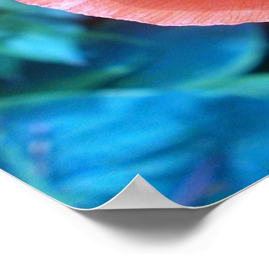 赤ポピー。 ポスター (角)