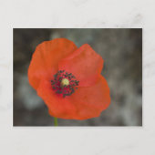 赤ポピー ポストカード (正面)
