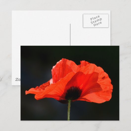 赤ポピー ポストカード (正面/裏面)