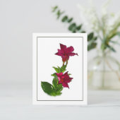 赤マンデビラ植物図絵はがき ポストカード (スタンド正面)