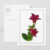 赤マンデビラ植物図絵はがき ポストカード (正面/裏面)