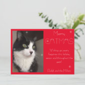 赤メリー猫ペット写真 シーズンカード (スタンド正面)
