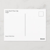 赤ユニークと白のチューリップ ポストカード (裏面)