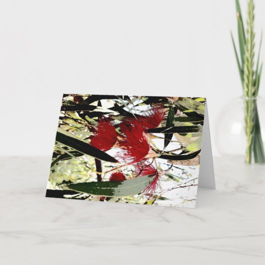 赤ユーカリ花 シーズンカード (正面)