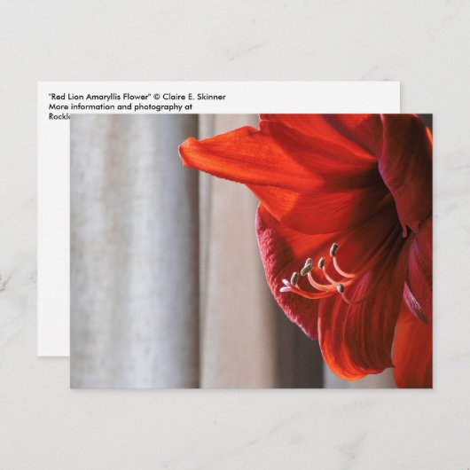 赤ライオンアマリリス花写真はがき ポストカード (正面/裏面)