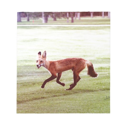 赤ランニング狐の写真 ノートパッド (正面)