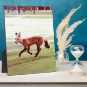 赤ランニング狐の写真 フォトプラーク (側面)