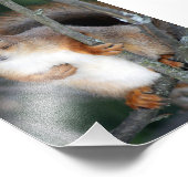 赤リス接写 フォトプリント            (角)