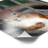 赤リス接写 フォトプリント            (角)