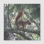 赤リス磁気カード (正面)