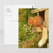 赤リス葉書 ポストカード (正面/裏面)