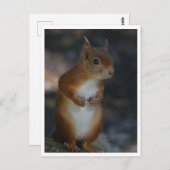 赤リス葉書 ポストカード (正面/裏面)