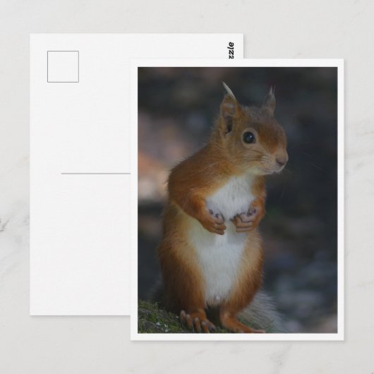 赤リス葉書 ポストカード (正面/裏面)