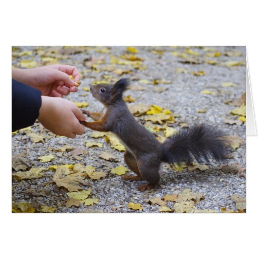 赤リス (正面横)