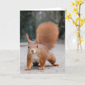 赤リス カード (黄色い花)