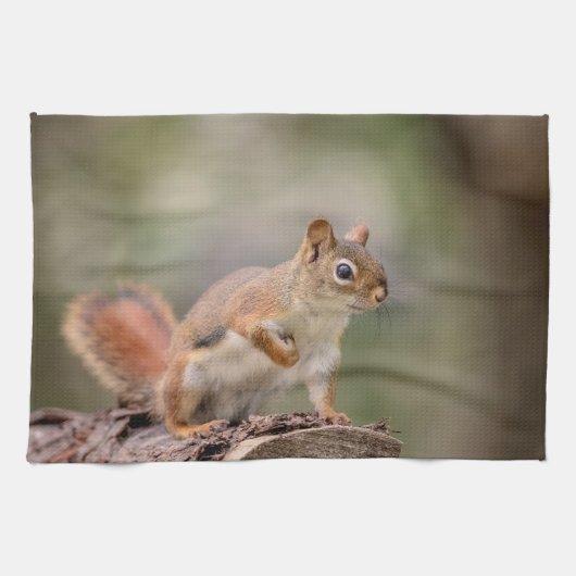 赤リス キッチンタオル (横)