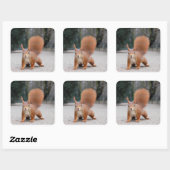 赤リス スクエアシール (シート)