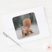 赤リス スクエアシール (封筒)