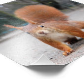 赤リス フォトプリント            (角)