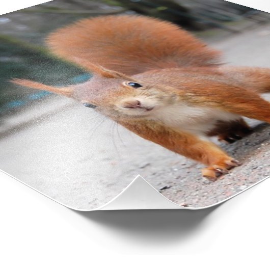 赤リス フォトプリント            (角)